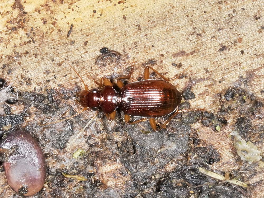 Leistus quale? L. ferrugineus